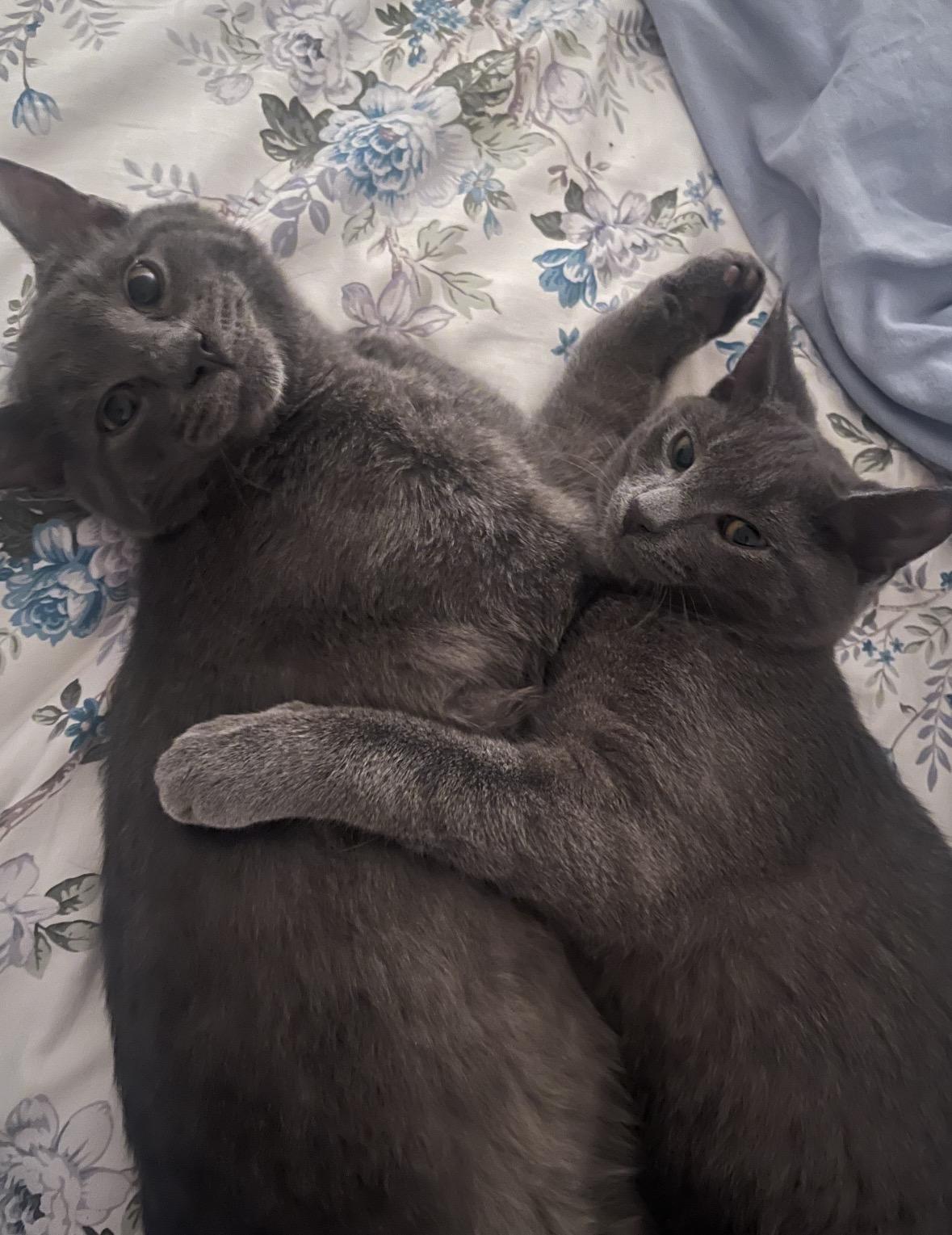 Smokey & Bandit ( Bonded Pair), ADOPTABLE, Kitten Male Domestic Short Hair.