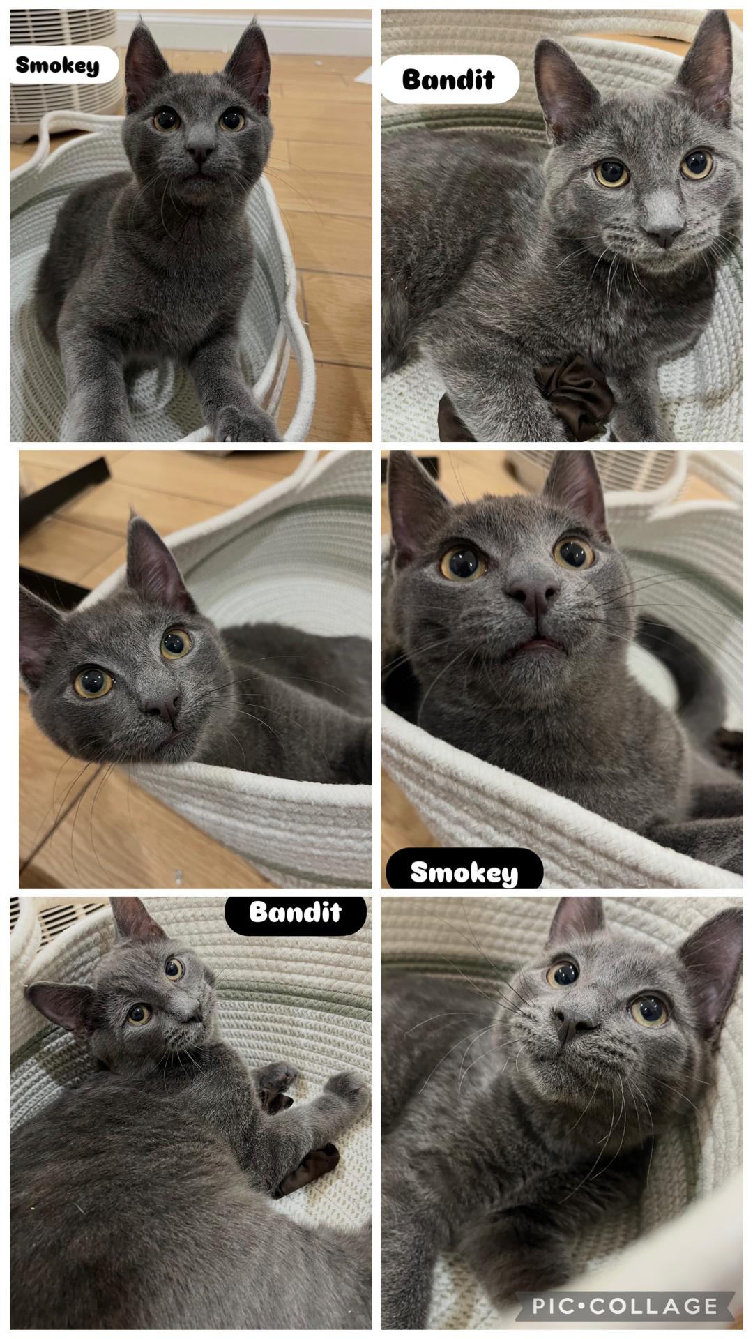 Smokey & Bandit ( Bonded Pair), a ADOPTABLE Domestic Short Hair in Staten island, NY image 4/5