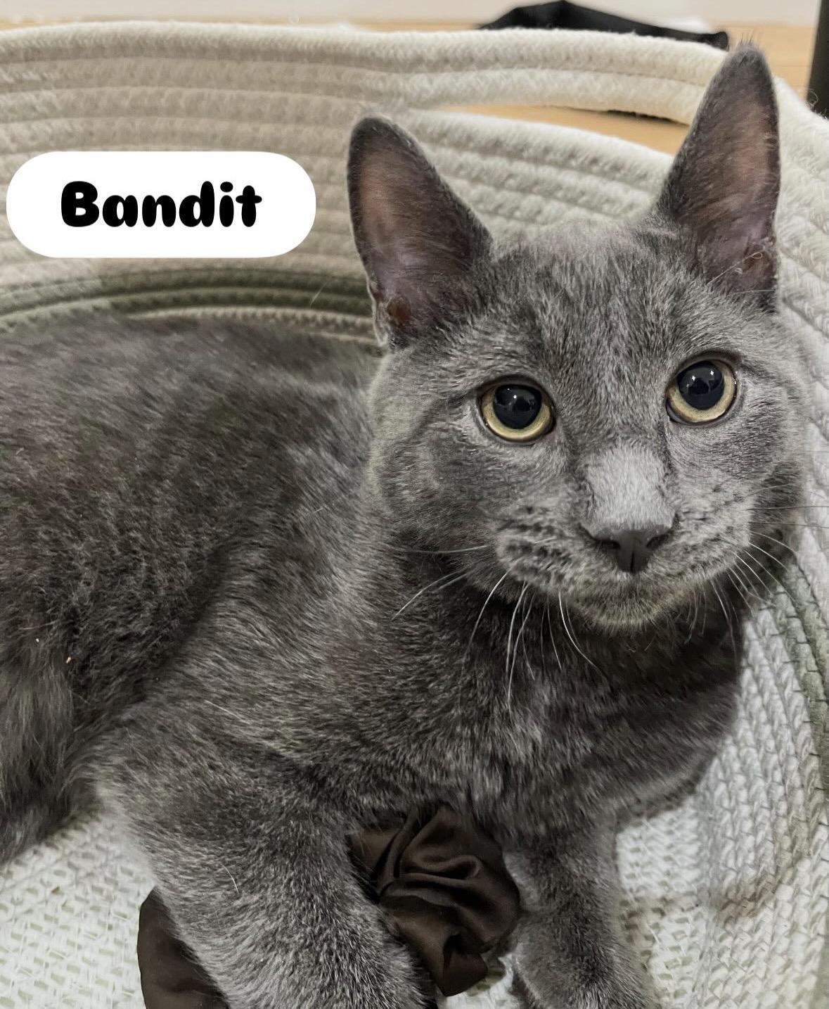 Smokey & Bandit ( Bonded Pair), a ADOPTABLE Domestic Short Hair in Staten island, NY image 3/5