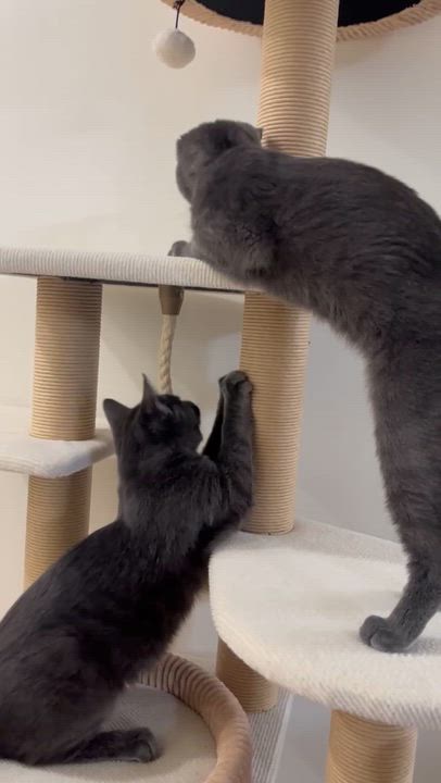 Enlarge Smokey & Bandit ( Bonded Pair), a ADOPTABLE Domestic Short Hair in Staten island, NY video 5/5