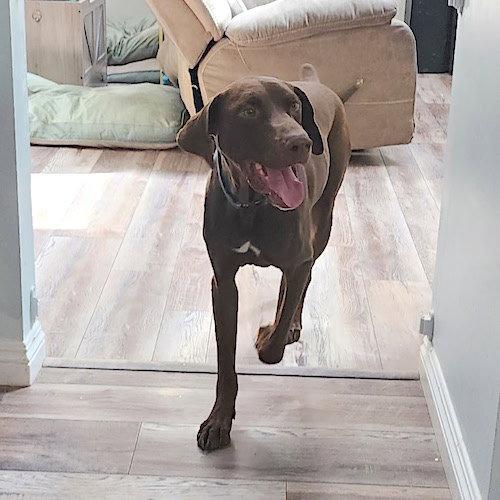 Riff, Adoptable, Young Male German Shorthaired Pointer.