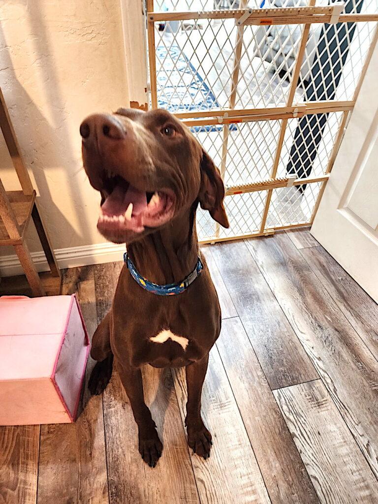 Enlarge Riff, a Adoptable German Shorthaired Pointer in Menlo Park, CA image 2/3