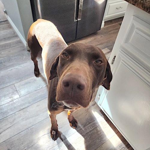 Enlarge Riff, a Adoptable German Shorthaired Pointer in Menlo Park, CA image 3/3