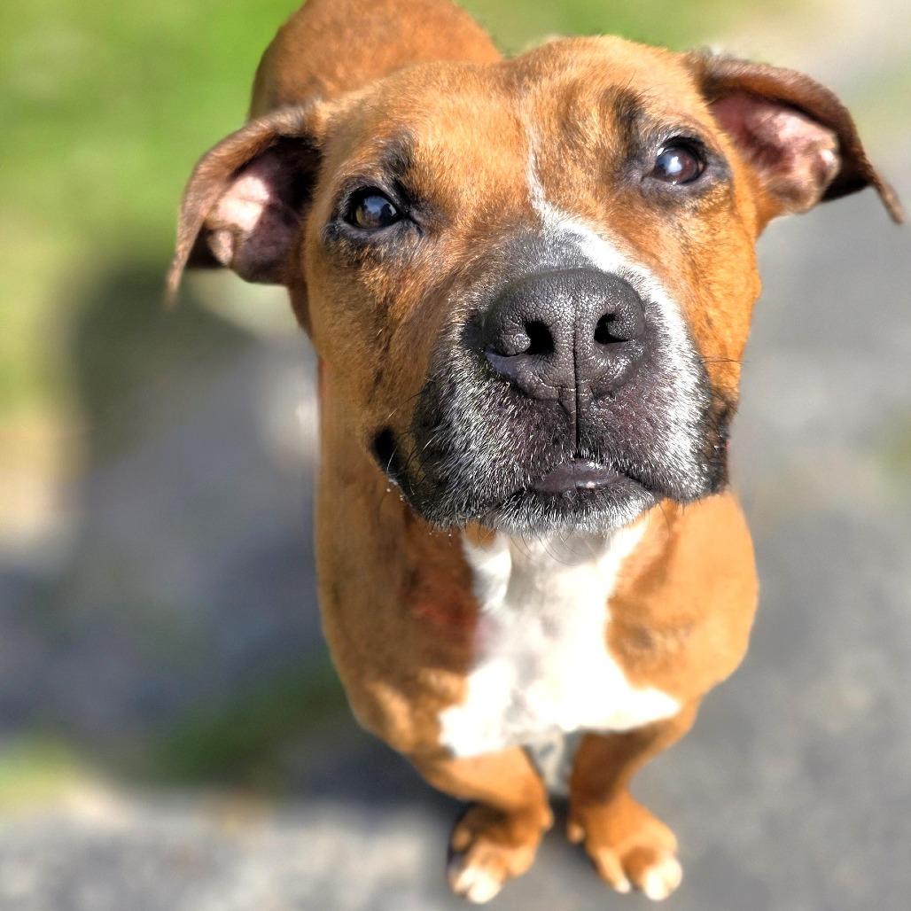 Nova (formerly Ari), Adoptable, Adult Female Mixed Breed.