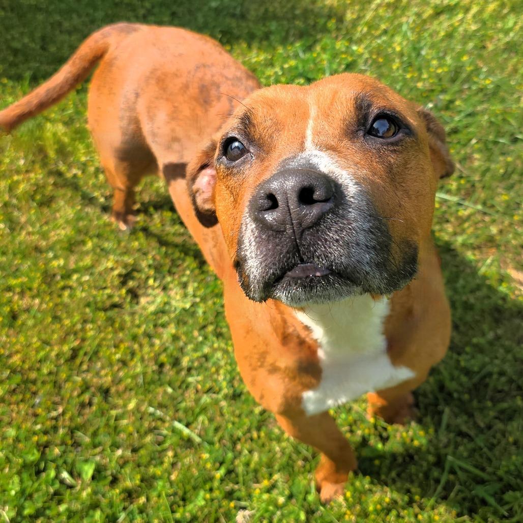 Nova (formerly Ari), a Adoptable Mixed Breed in Michigan City, IN image 2/6