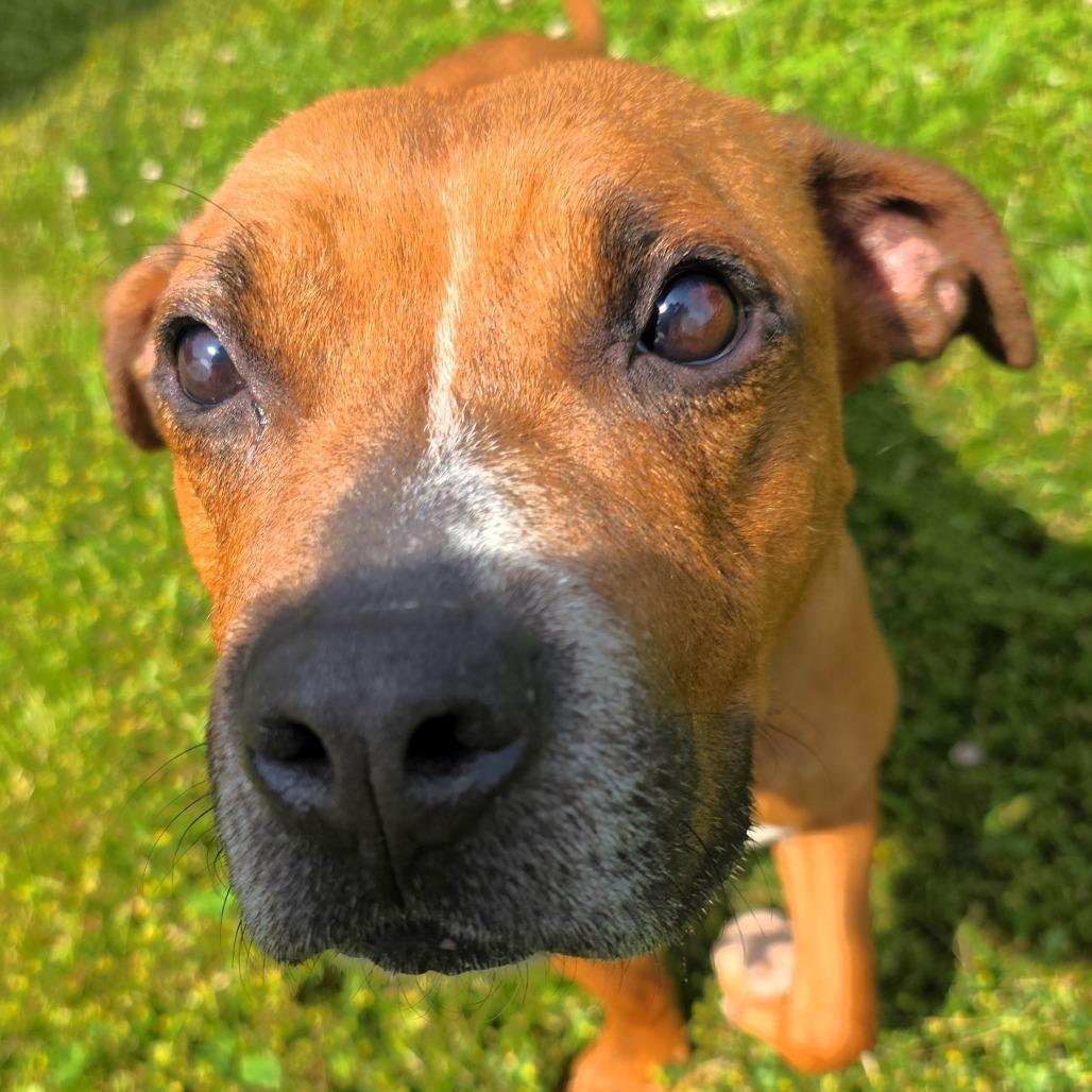 Nova (formerly Ari), a Adoptable Mixed Breed in Michigan City, IN image 3/6