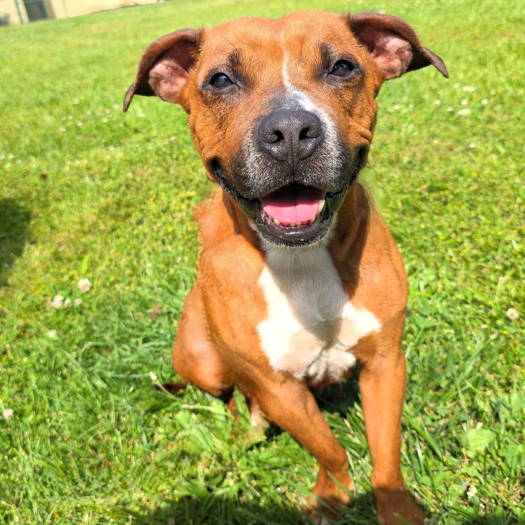 Nova (formerly Ari), a Adoptable Mixed Breed in Michigan City, IN image 4/6