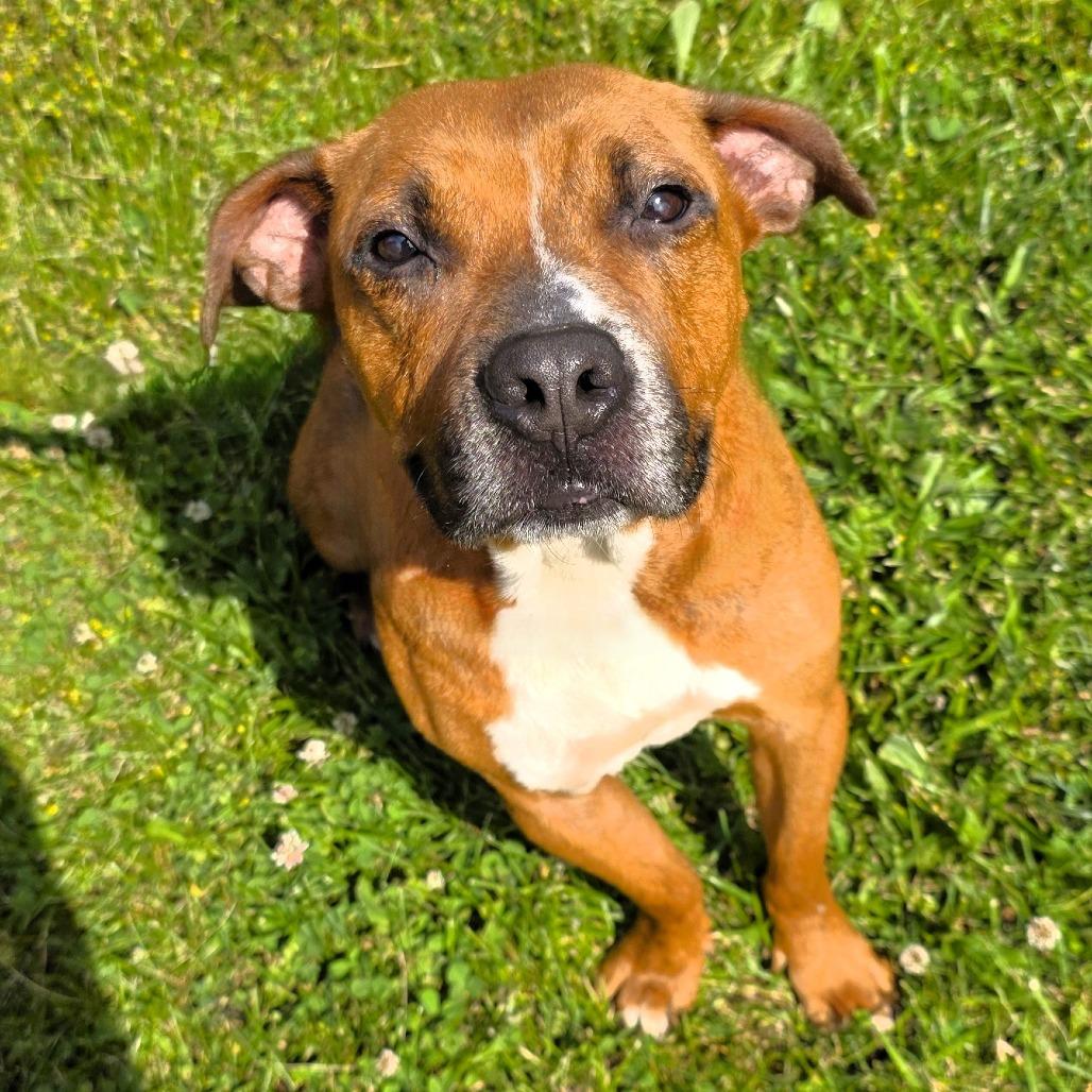 Nova (formerly Ari), a Adoptable Mixed Breed in Michigan City, IN image 5/6