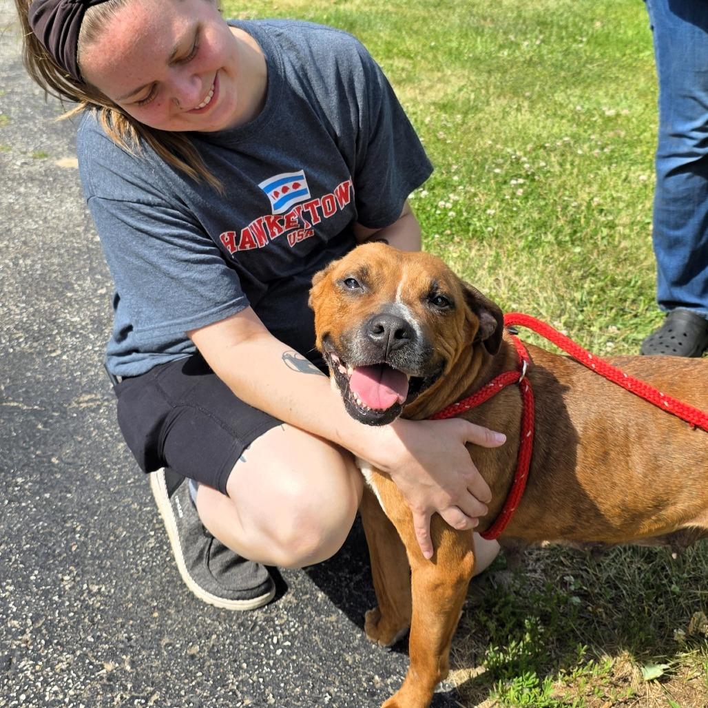 Nova (formerly Ari), a Adoptable Mixed Breed in Michigan City, IN image 6/6