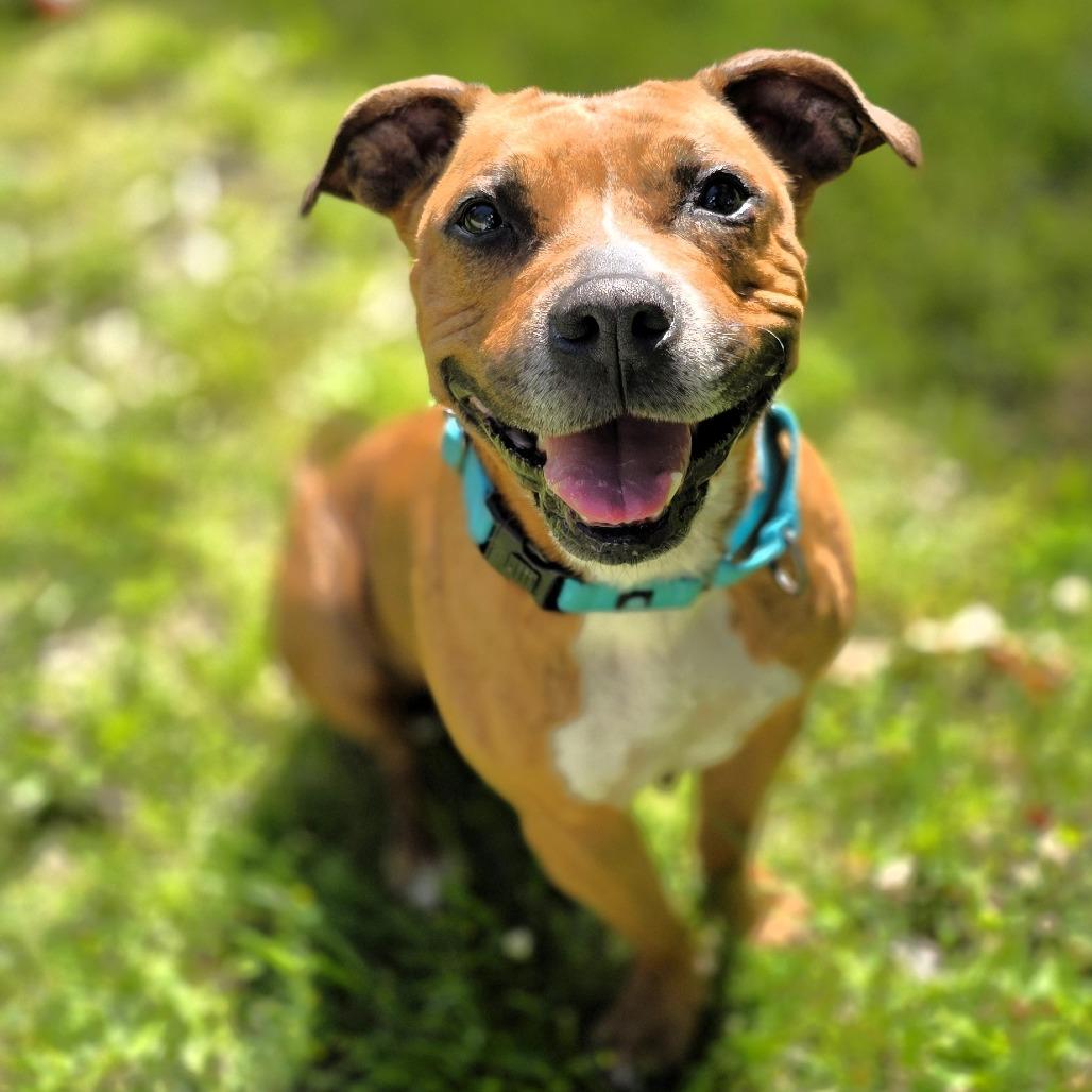 Enlarge Nova (formerly Ari), a Adoptable Mixed Breed in Michigan City, IN image 6/6