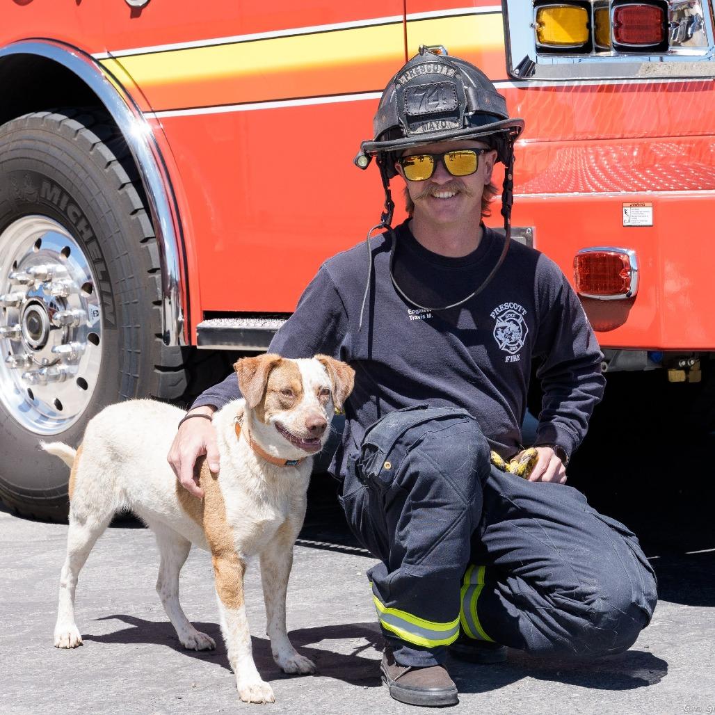 Enlarge Missy, a Adoptable mixed breed in Prescott, AZ image 1/6