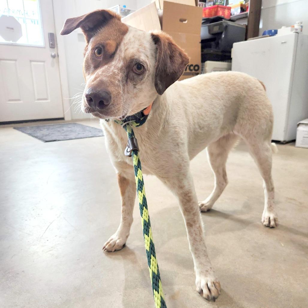 Enlarge Missy, a Adoptable mixed breed in Prescott, AZ image 2/6