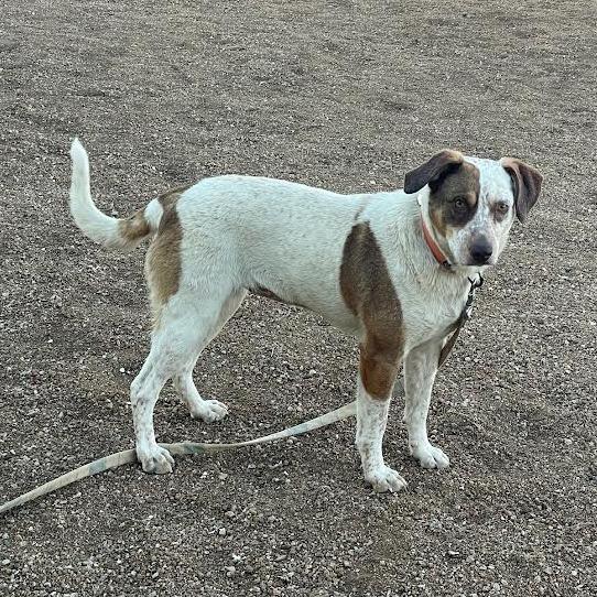 Enlarge Missy, a Adoptable mixed breed in Prescott, AZ image 3/6