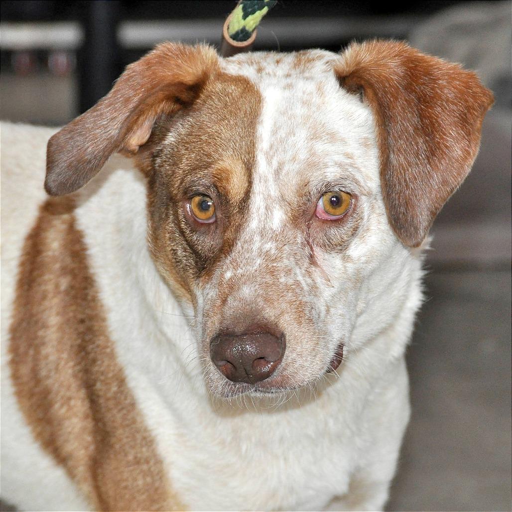 Enlarge Missy, a Adoptable mixed breed in Prescott, AZ image 4/6