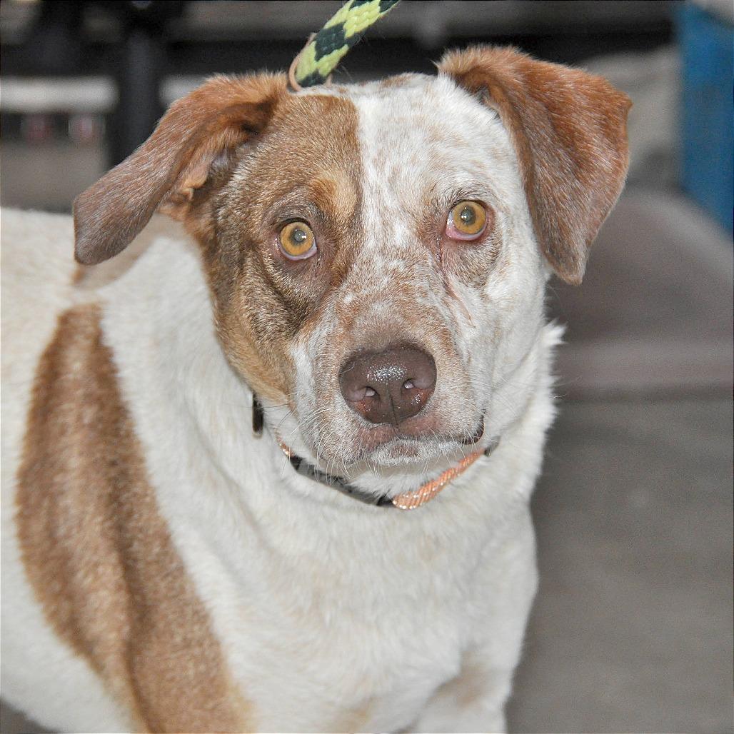 Enlarge Missy, a Adoptable mixed breed in Prescott, AZ image 5/6