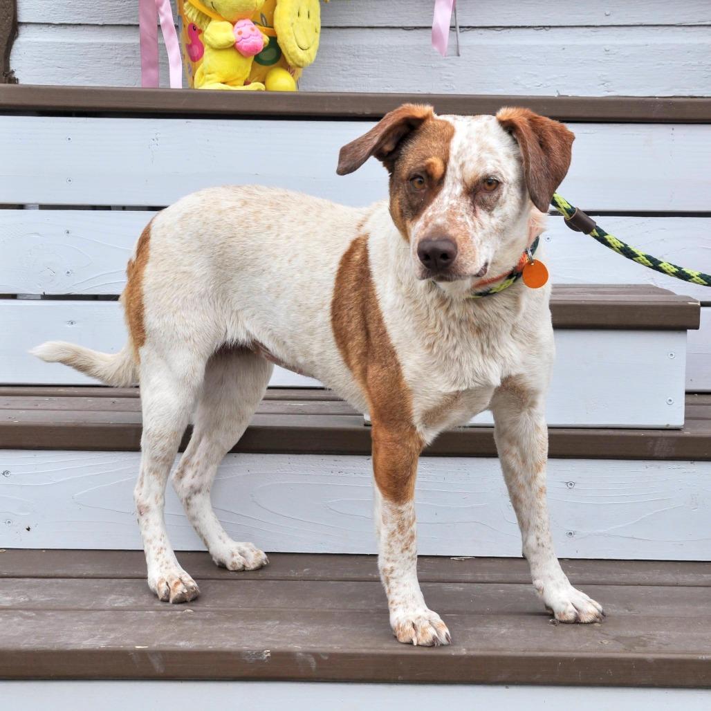 Enlarge Missy, a Adoptable mixed breed in Prescott, AZ image 6/6