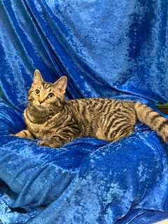 Saturn, a Adopted Bengal in Gainesville, FL image 2/2