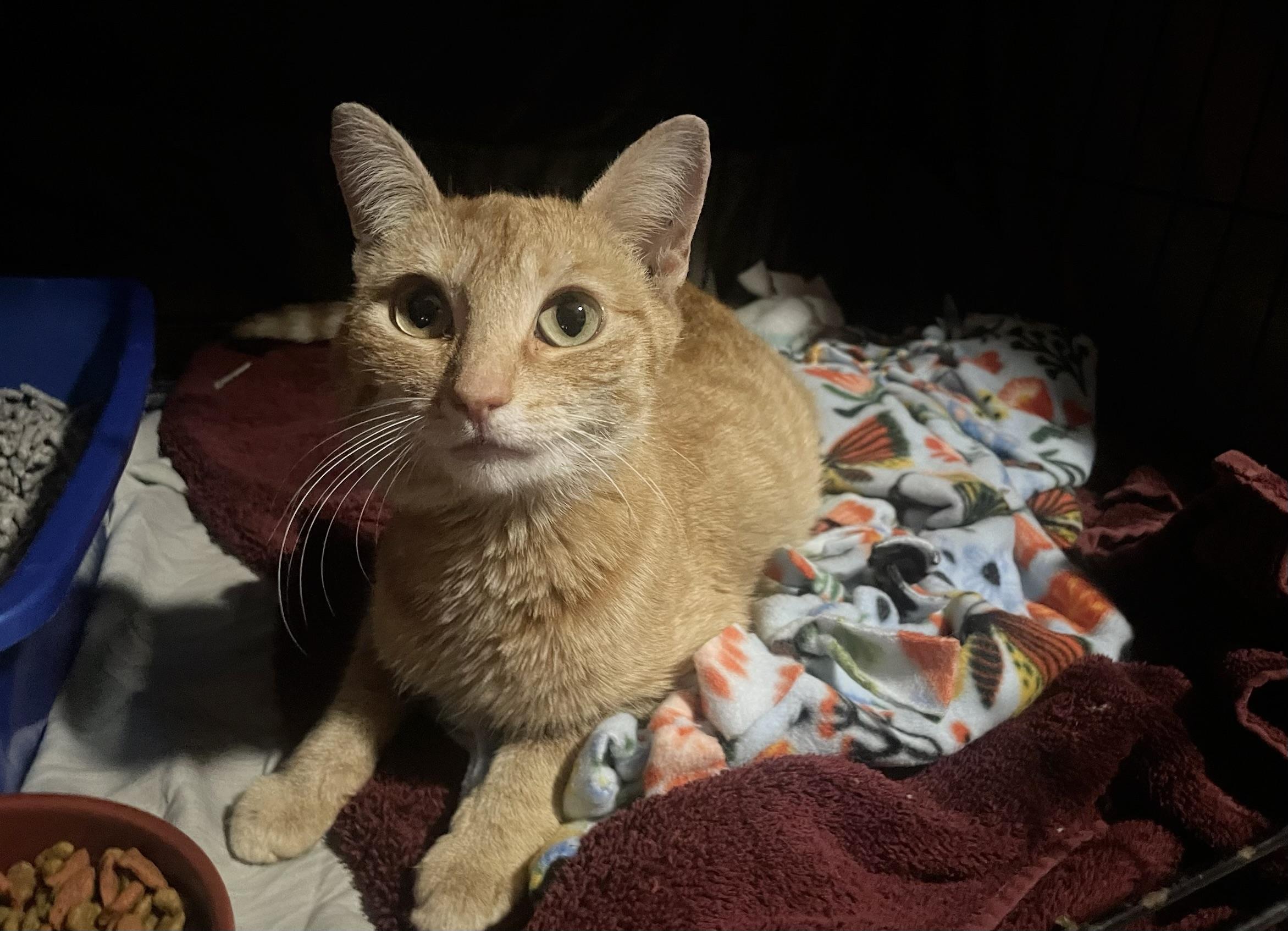 Enlarge Goldie, a ADOPTABLE Domestic Short Hair in Goodyear, AZ image 5/5