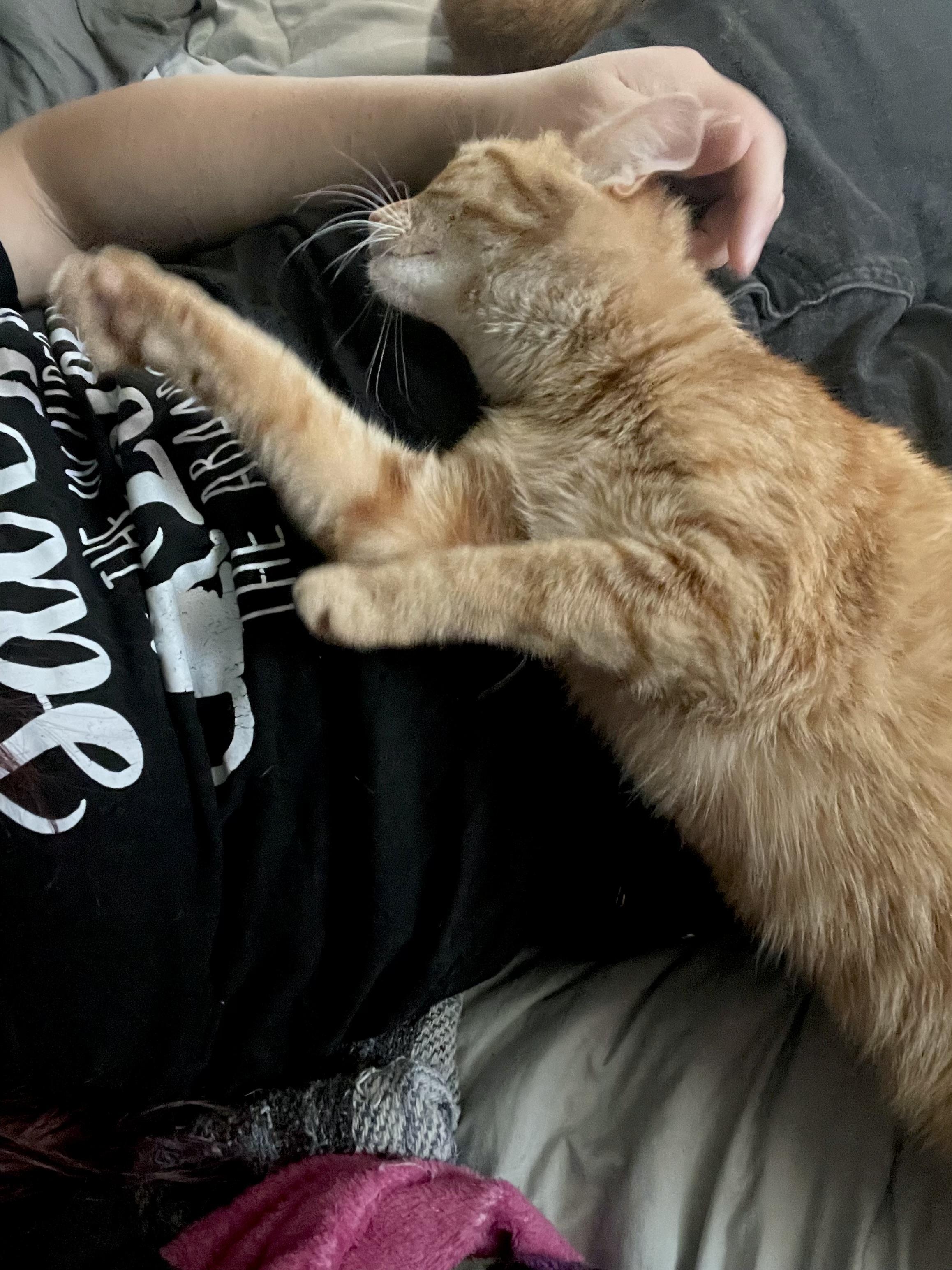 Enlarge Goldie, a ADOPTABLE Domestic Short Hair in Goodyear, AZ image 3/5