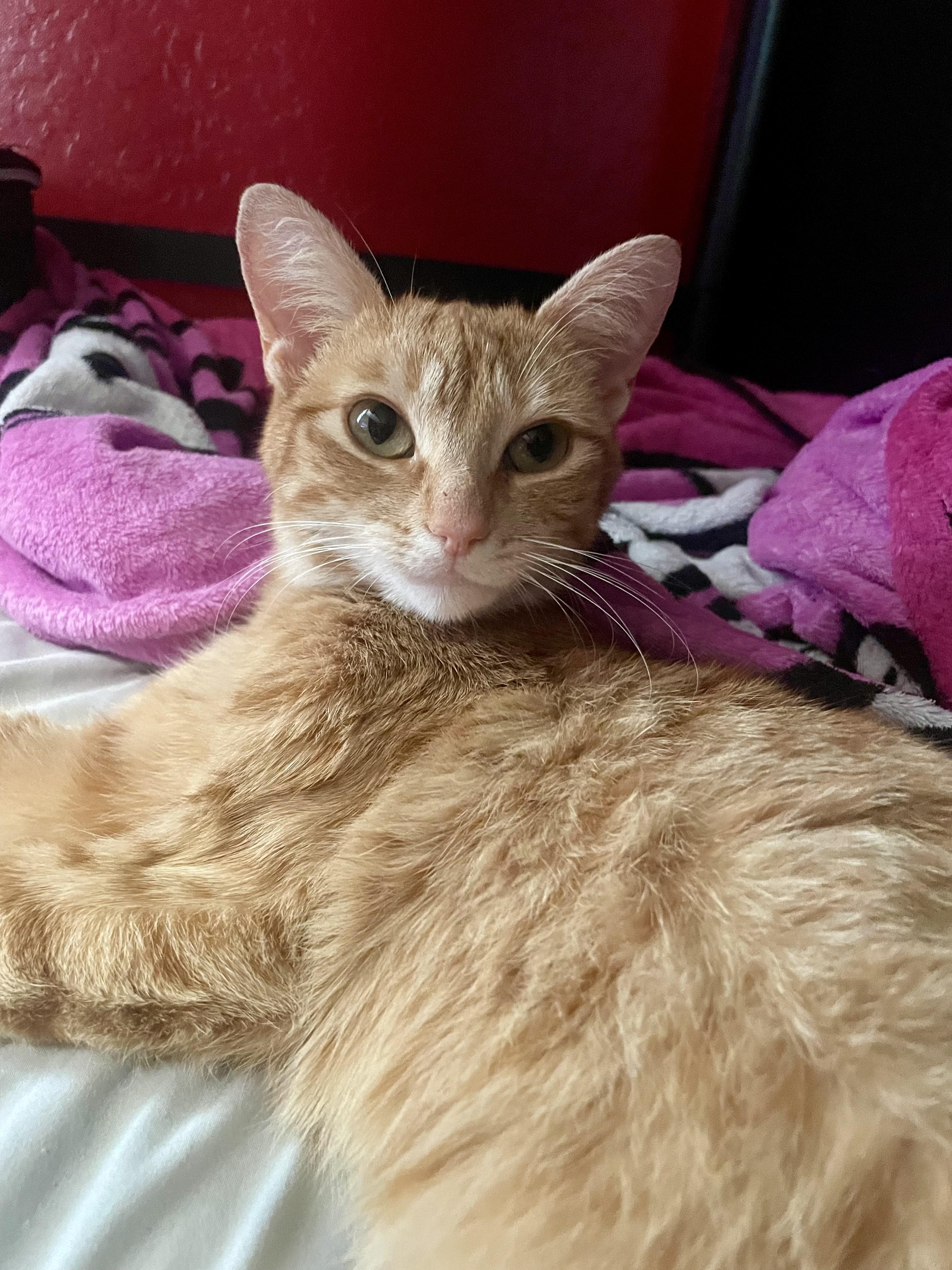 Goldie, ADOPTABLE, Adult Female Domestic Short Hair.