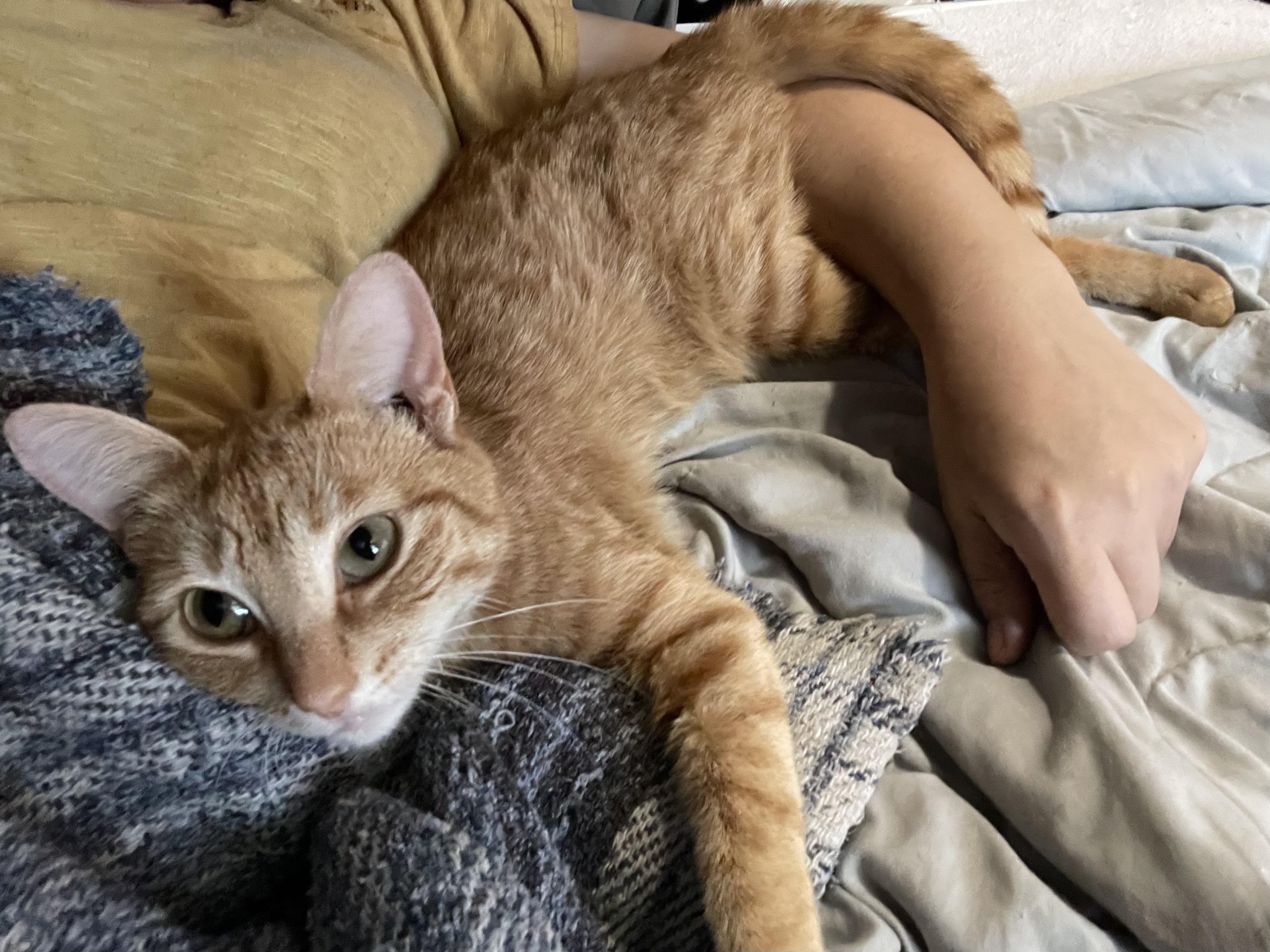 Enlarge Goldie, a ADOPTABLE Domestic Short Hair in Goodyear, AZ image 2/5