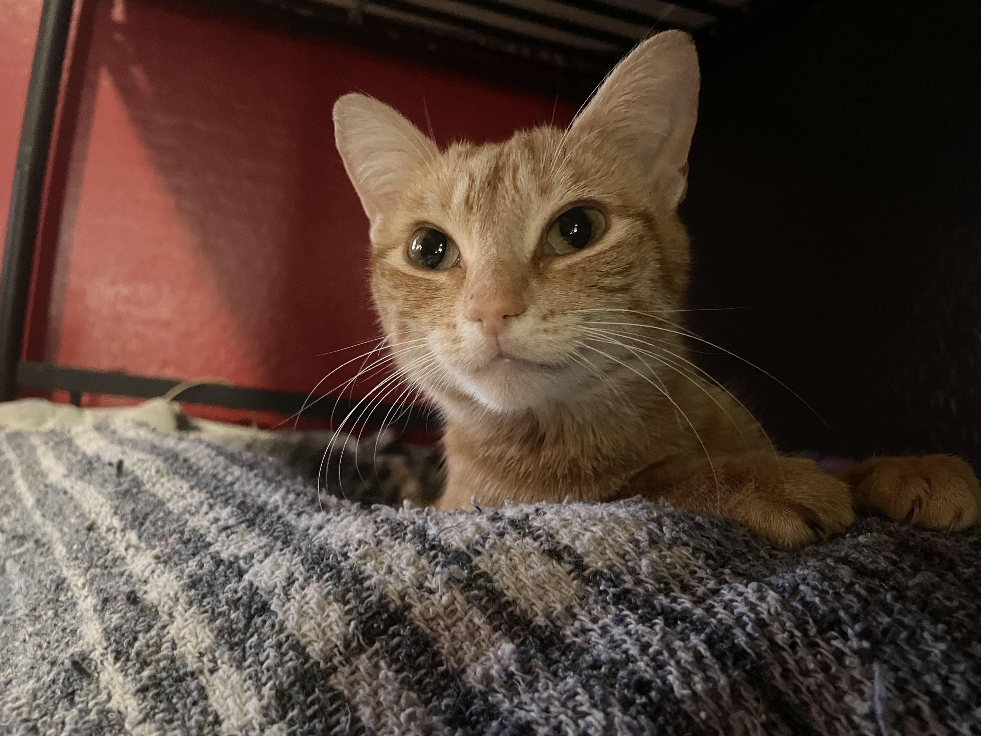 Enlarge Goldie, a ADOPTABLE Domestic Short Hair in Goodyear, AZ image 4/5