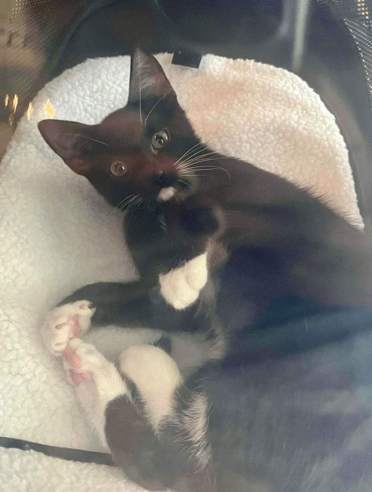 Wally, Adoptable, Kitten Male Domestic Short Hair.