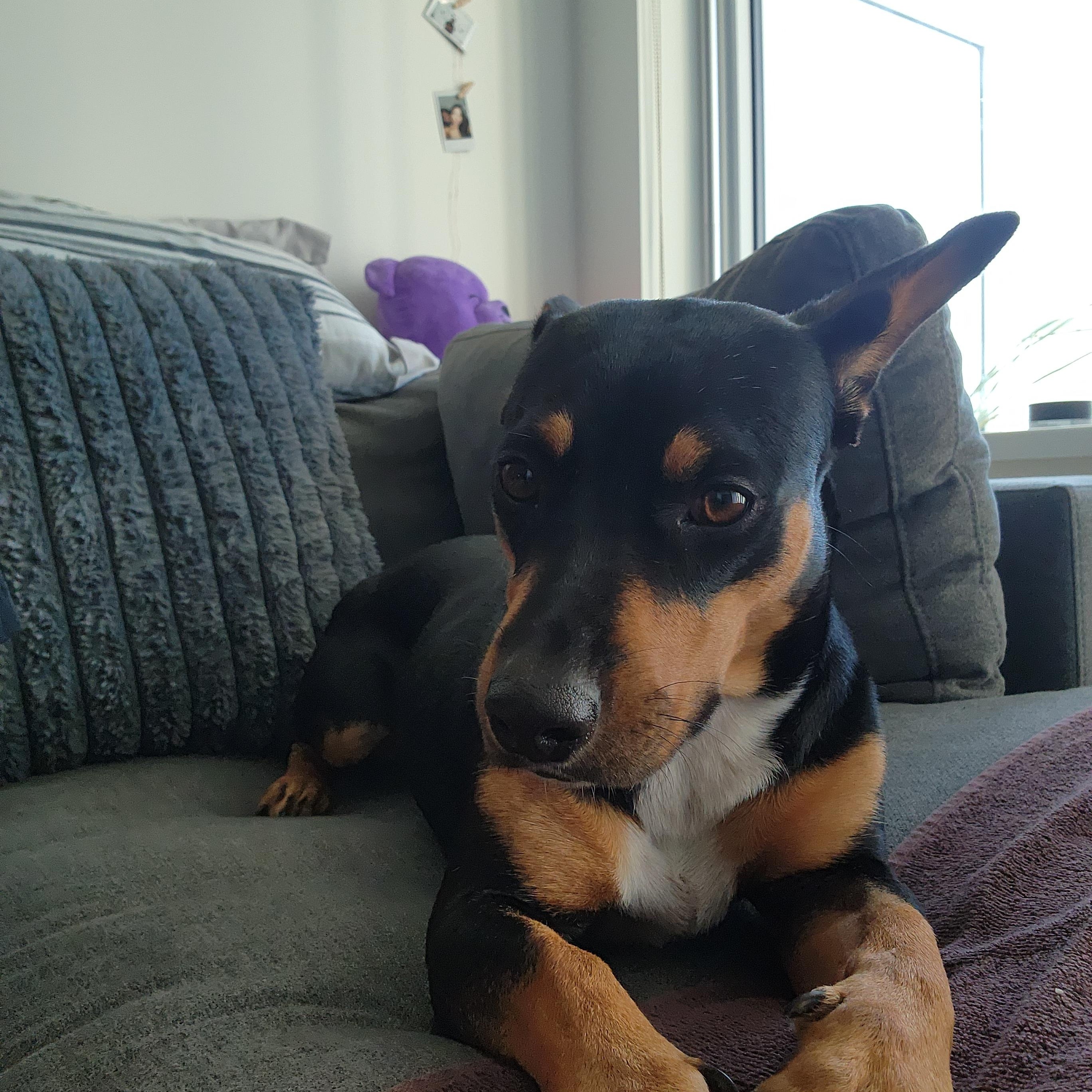 GREER, ADOPTABLE, Adult Female Mixed Breed.