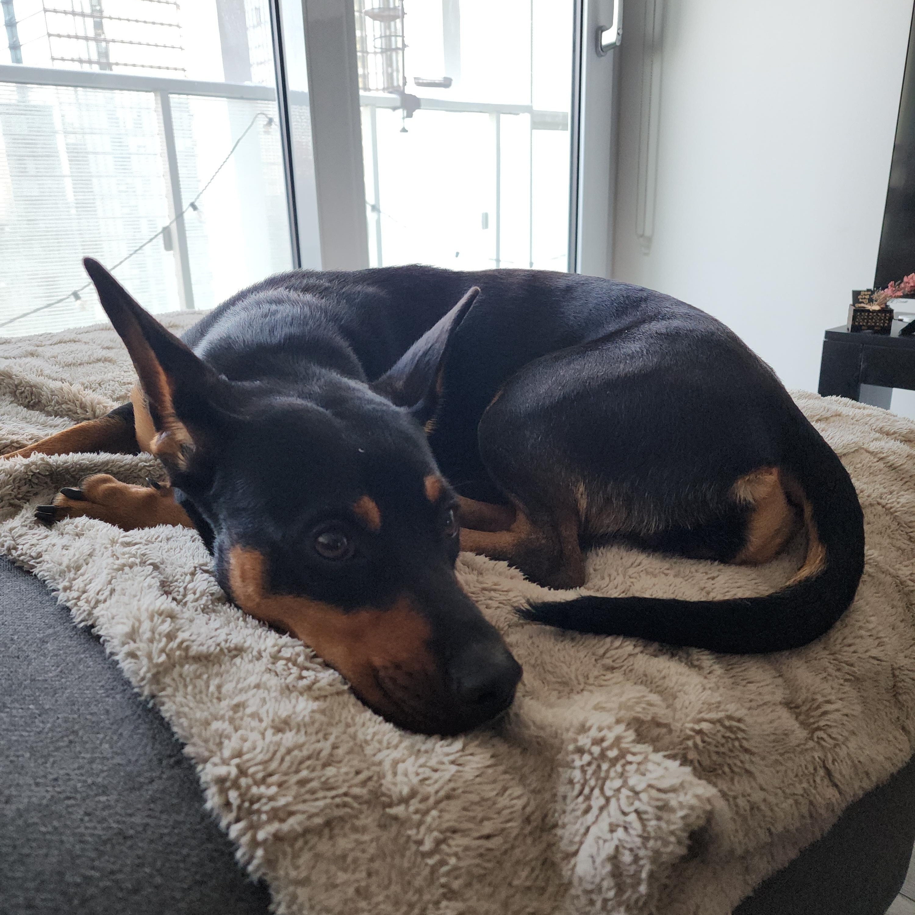GREER, a ADOPTABLE mixed breed in Ajax, ON image 2/5