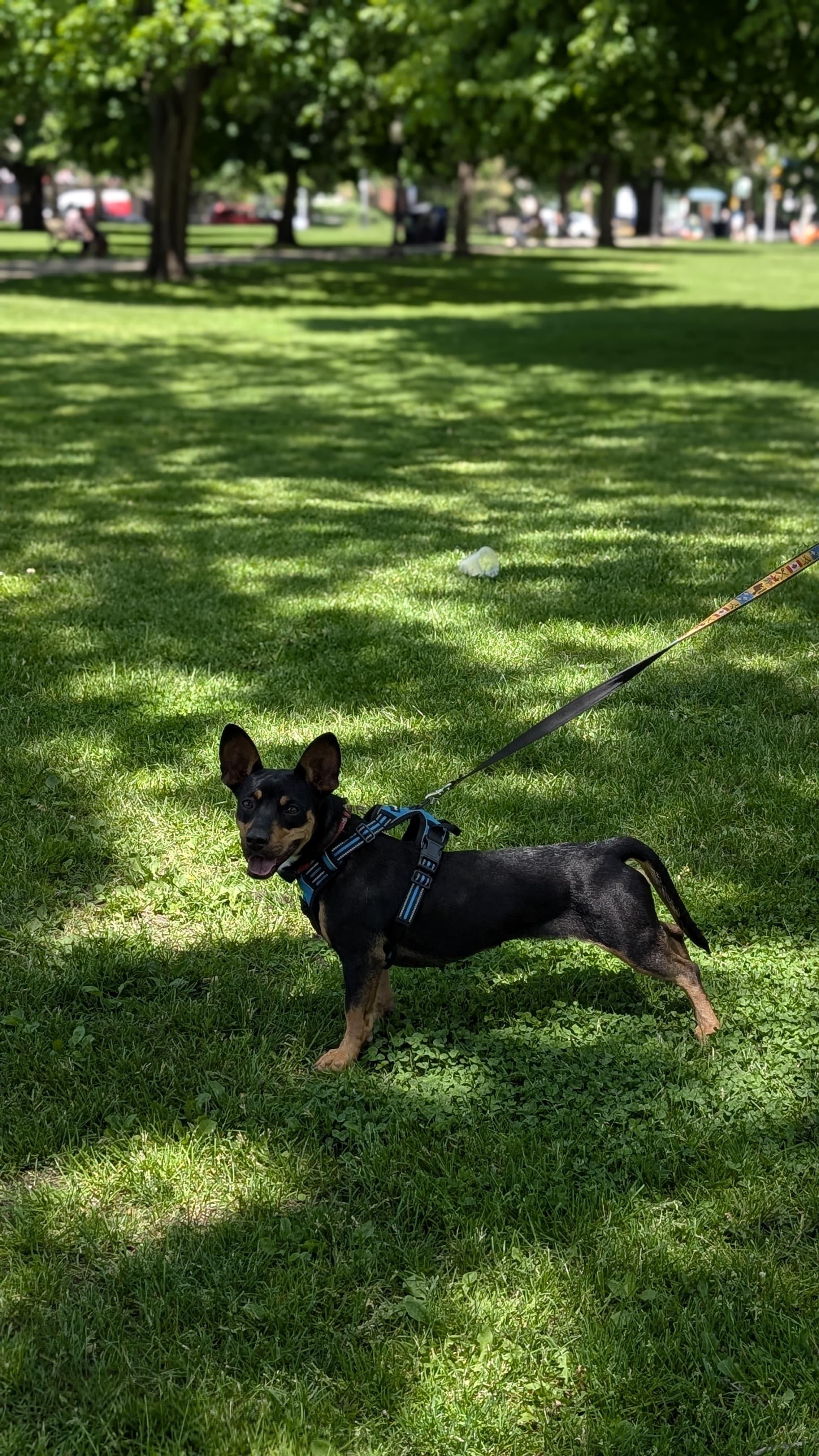GREER, a ADOPTABLE mixed breed in Ajax, ON image 3/5