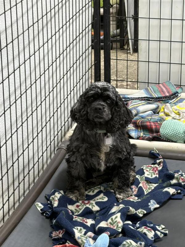 Enlarge Raelynn, a Adopted Cocker Spaniel in Mukwonago, WI image 1/2