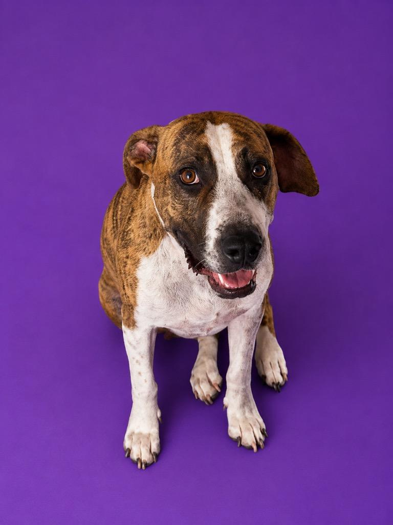 Molly, Adoptable, Adult Female Pit Bull Terrier.