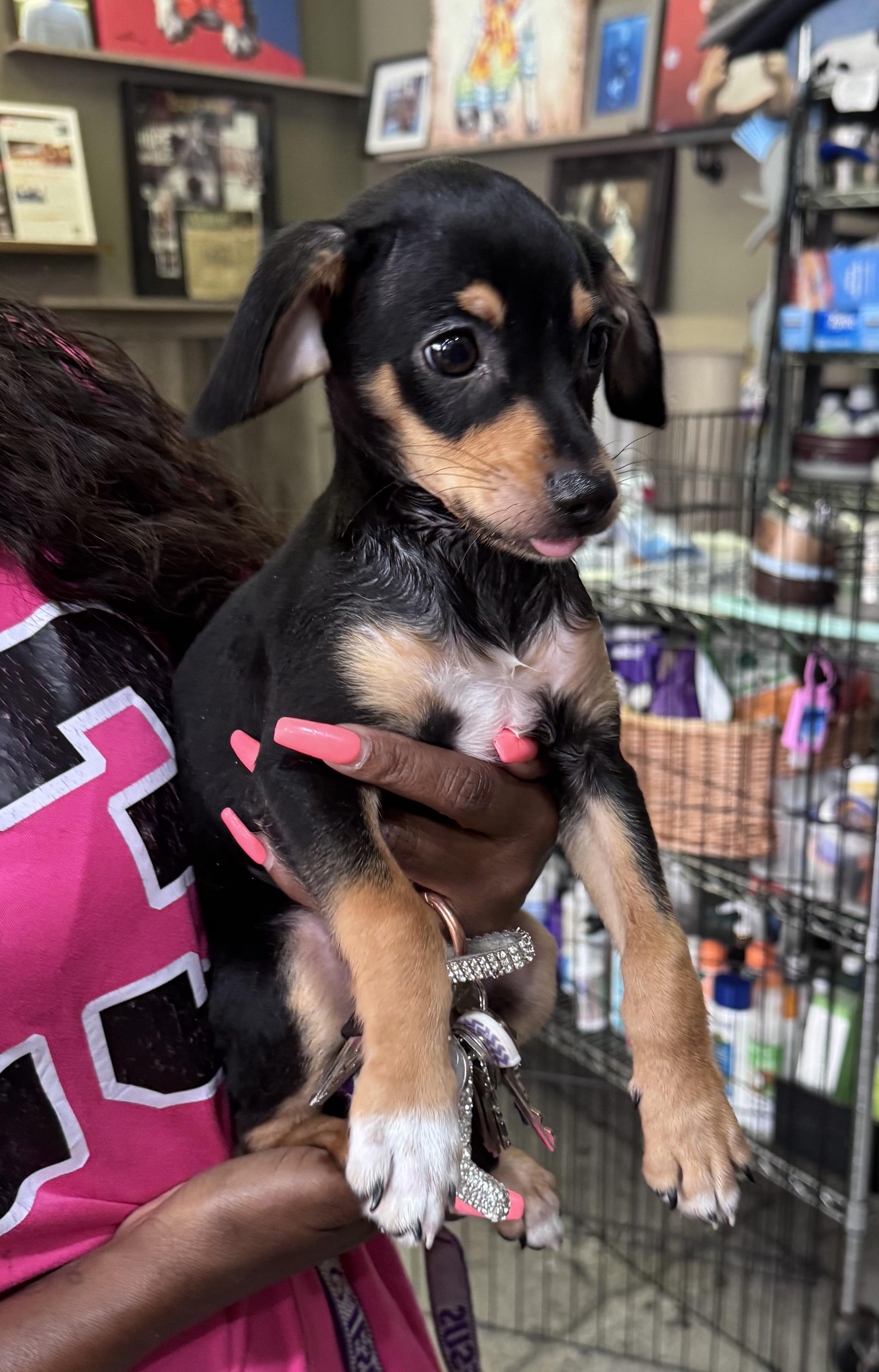 Enlarge Chase Dynamo Patrol, a ADOPTABLE Chihuahua in Thousand Oaks, CA image 1/1