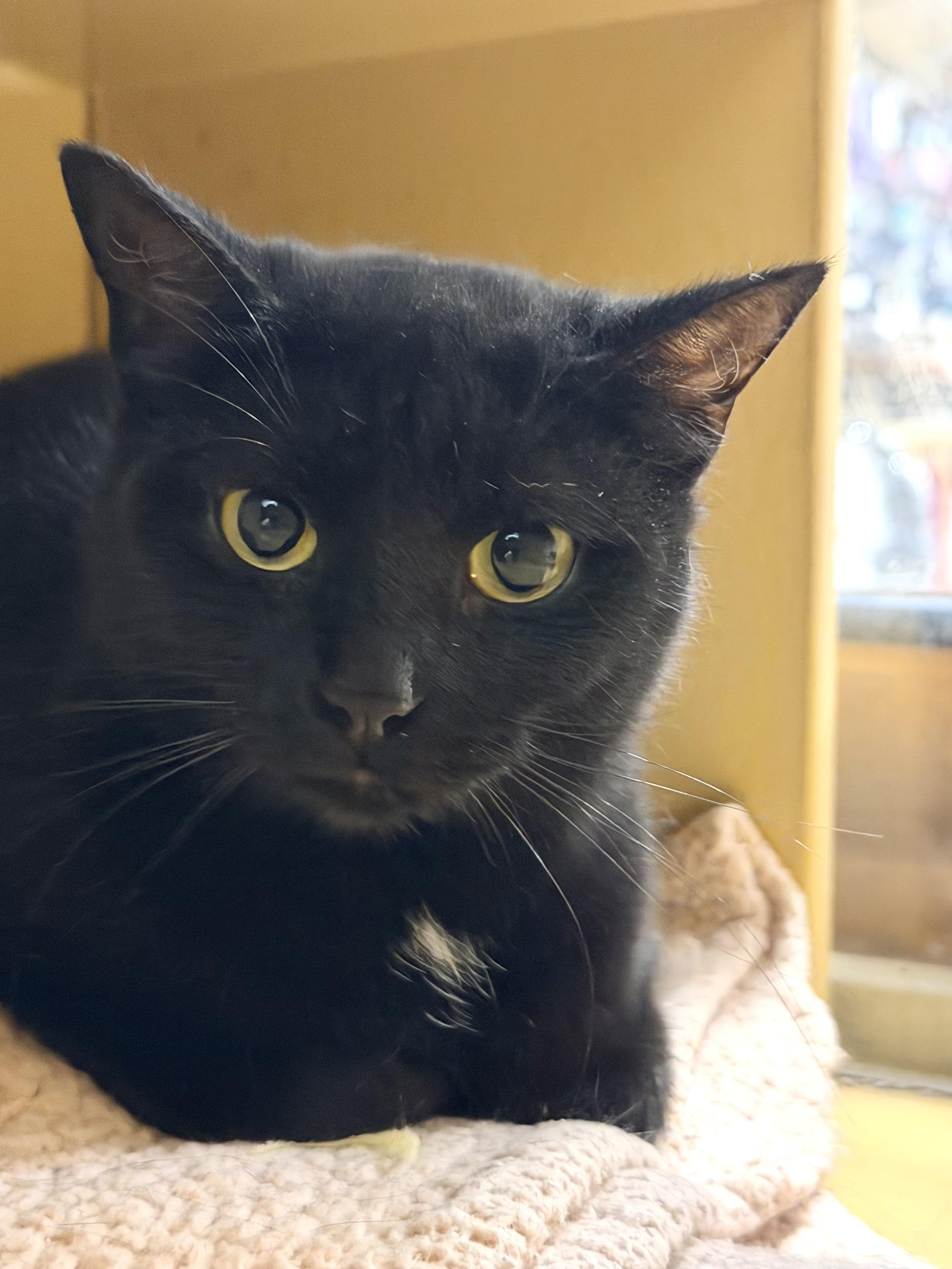 Nettie, ADOPTABLE, Adult Female Bombay.