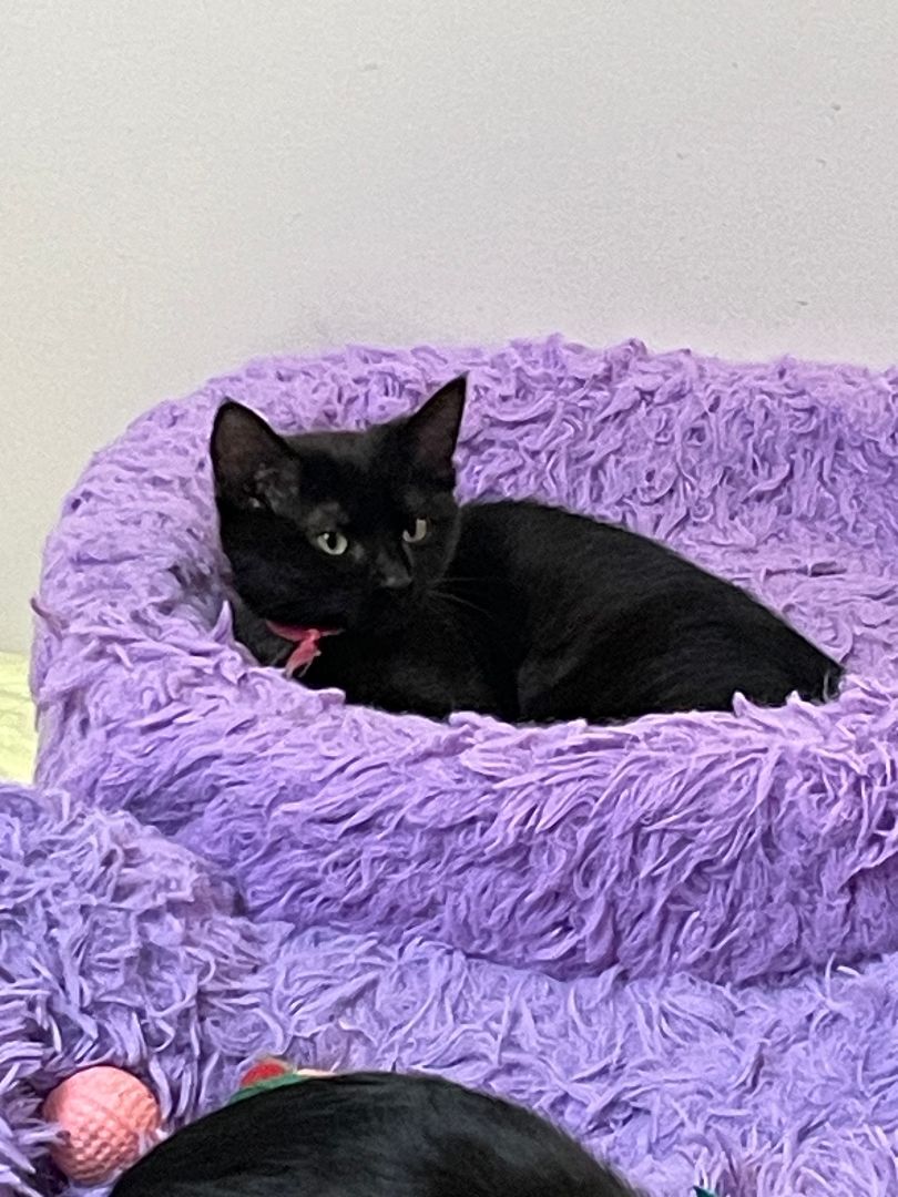 Cindy, a Adoptable Domestic Short Hair in Garden City, MI image 1/3