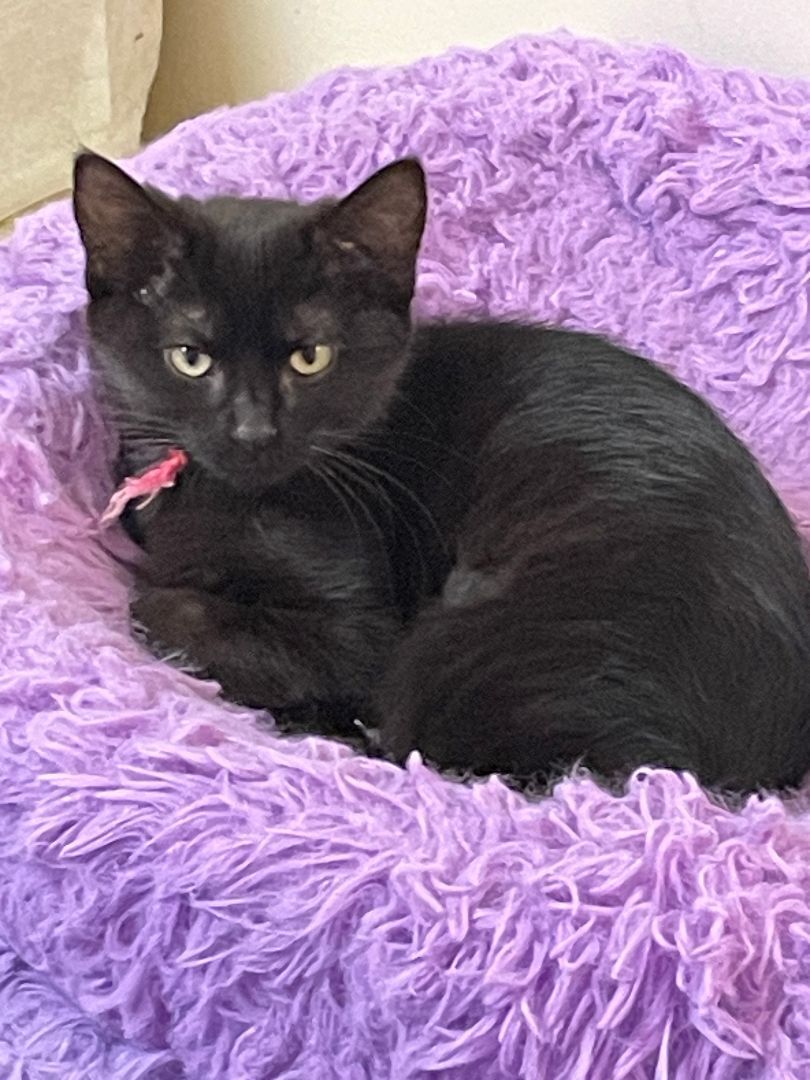 Cindy, a Adoptable Domestic Short Hair in Garden City, MI image 3/3