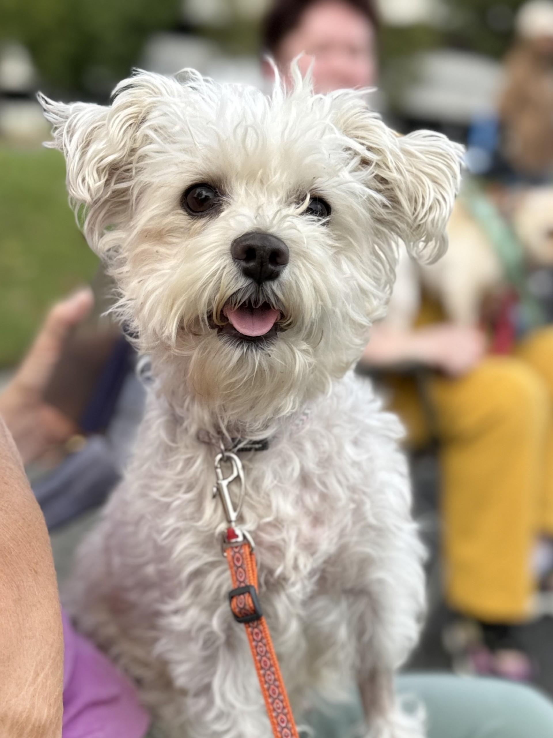 Arista, Adoptable, Adult Female Maltipoo & Miniature Schnauzer.
