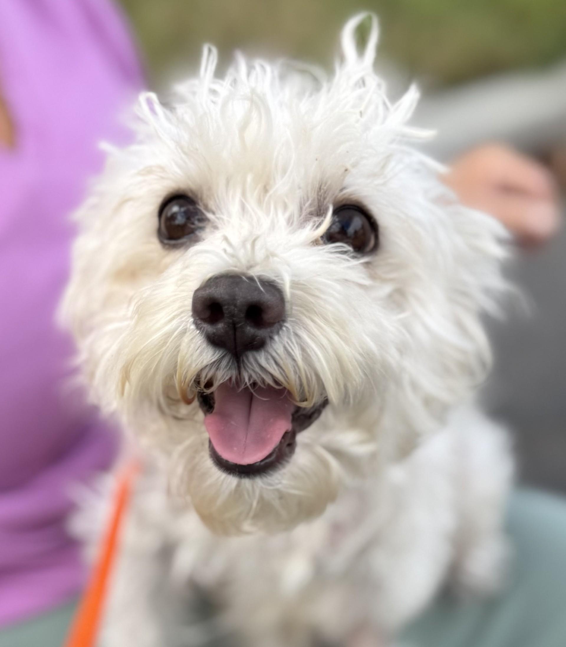 Enlarge Arista, a Adoptable mixed breed in Los Alamitos, CA image 5/6