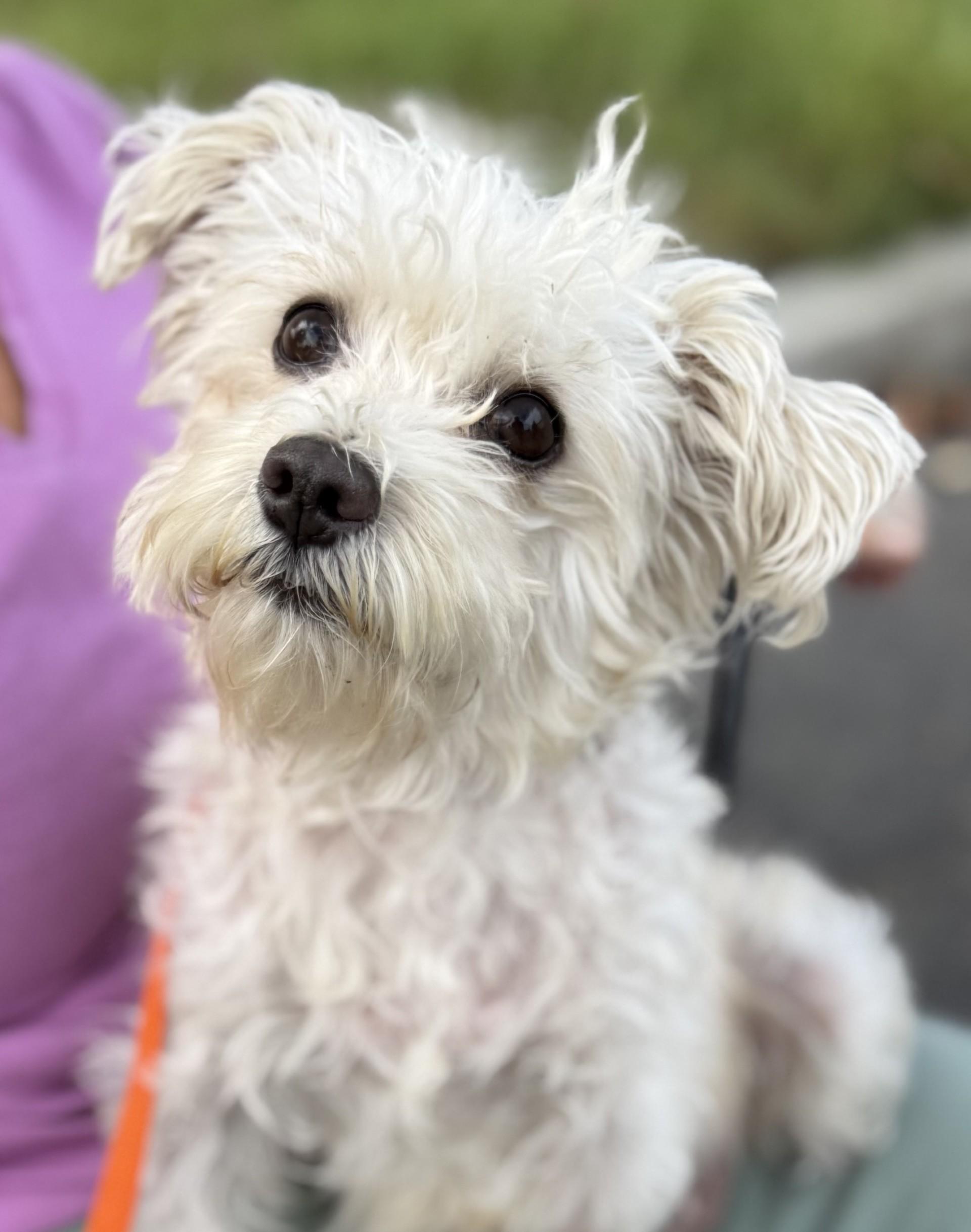Enlarge Arista, a Adoptable mixed breed in Los Alamitos, CA image 2/6
