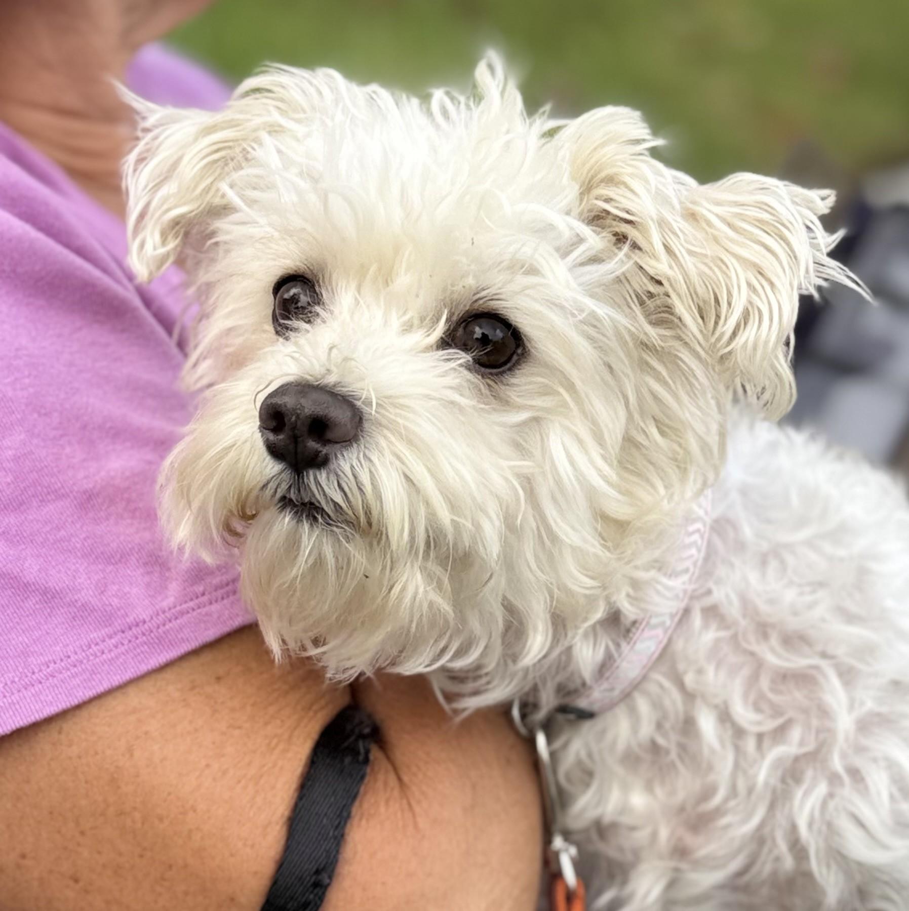 Enlarge Arista, a Adoptable mixed breed in Los Alamitos, CA image 6/6