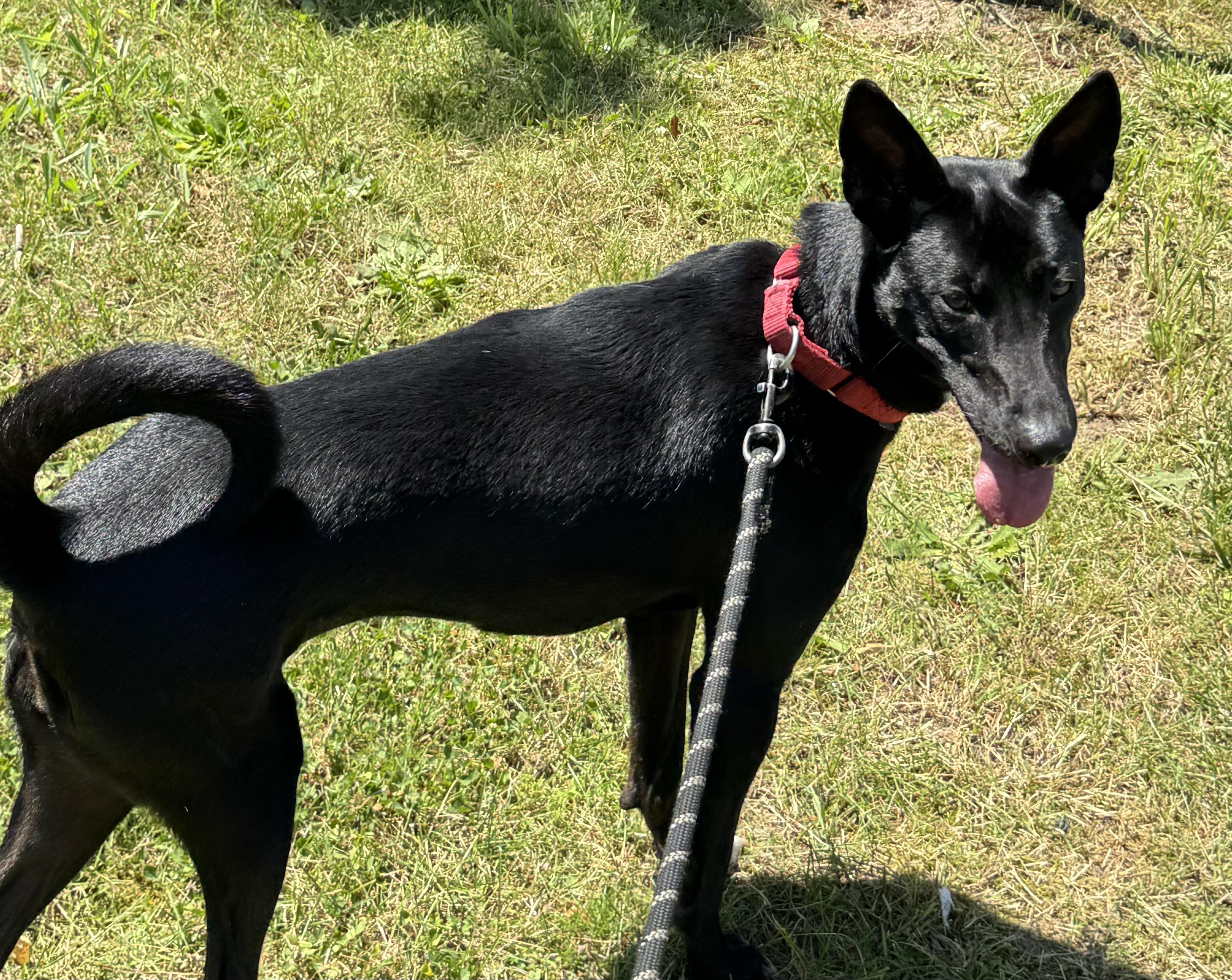 Hondo