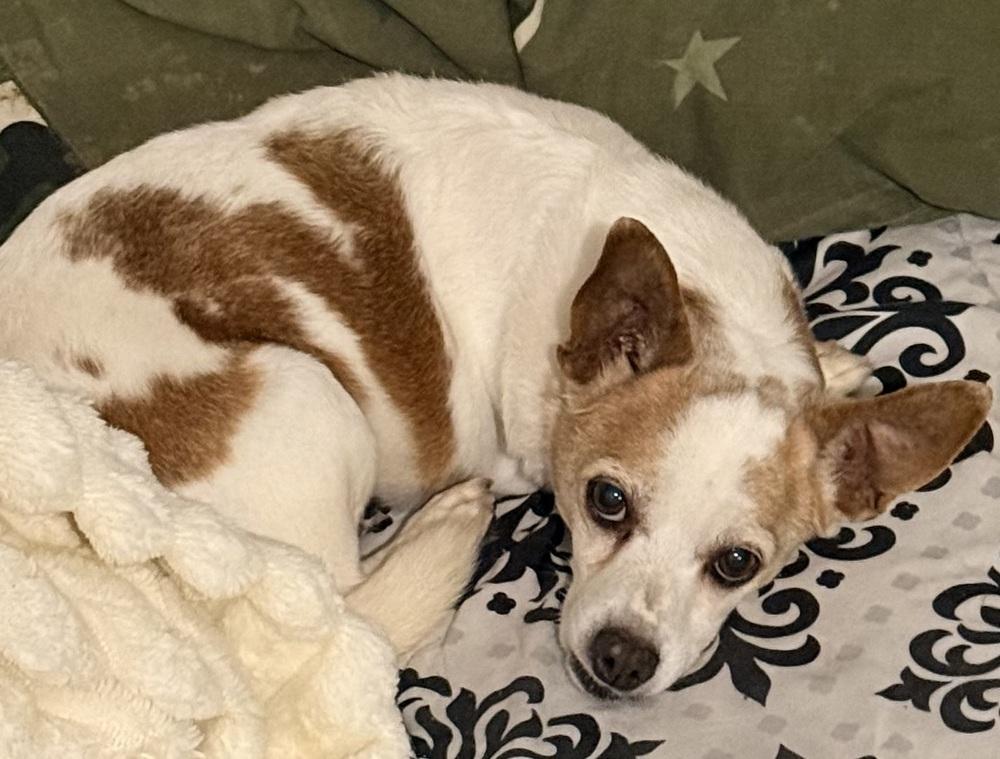 PABLO, Adoptable, Puppy Male Chihuahua.