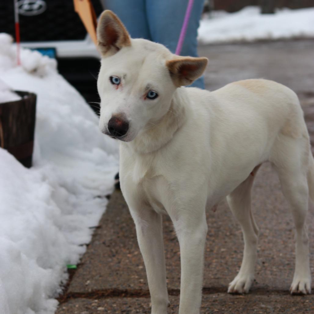 CT Hazel, Adoptable, Adult Female Husky.