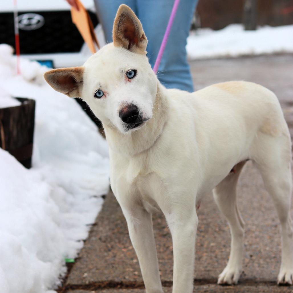 Enlarge CT Hazel, a Adoptable mixed breed in Stormville, NY image 2/5