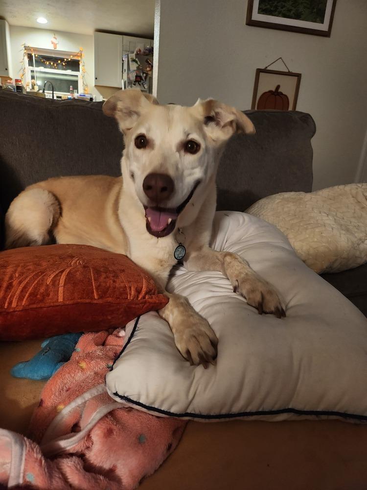 Enlarge Shakira, a Adopted mixed breed in Littleton, CO image 1/6