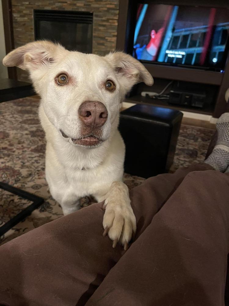 Enlarge Shakira, a Adopted mixed breed in Littleton, CO image 2/6