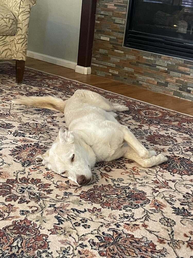 Enlarge Shakira, a Adopted mixed breed in Littleton, CO image 3/6