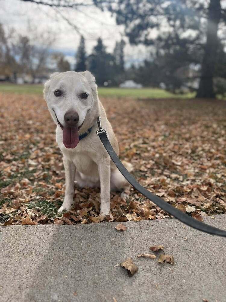Enlarge Shakira, a Adopted mixed breed in Littleton, CO image 4/6
