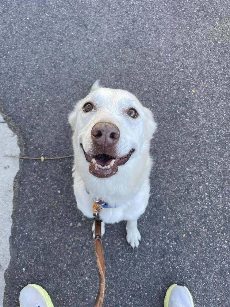 Enlarge Shakira, a Adopted mixed breed in Littleton, CO image 5/6