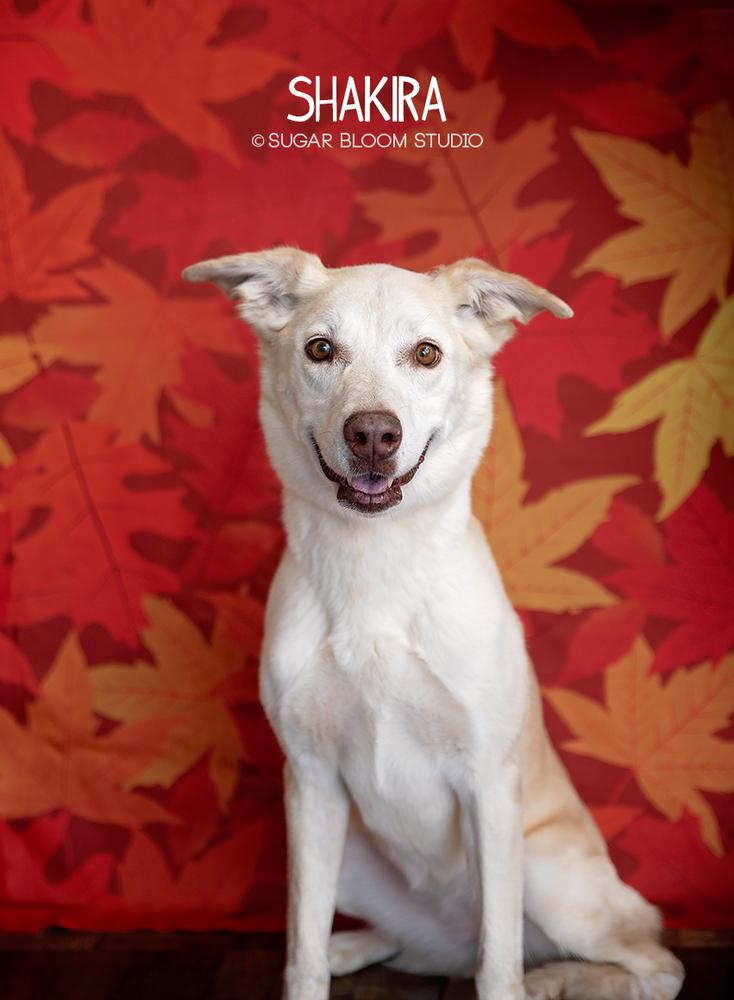 Enlarge Shakira, a Adopted mixed breed in Littleton, CO image 6/6